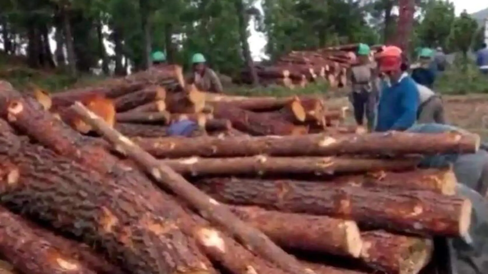 Tala de árboles en Chiapas